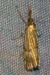 Chrysocrambus linetella