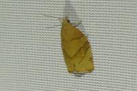Pandemis cerasana