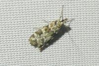 Eudonia delunella