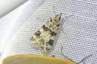 Eudonia delunella