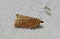 Clepsis consimilana