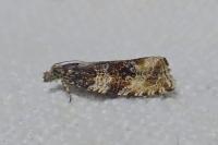 Orthotaenia undulana
