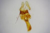 Orthotaenia undulana