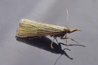 Chrysocrambus linetella