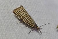 Chrysocramboides craterellus