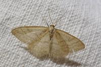 Idaea macilentaria