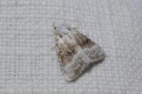 Meganola albula