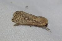 Leucania obsoleta