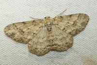 Ectropis crepuscularia