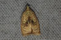 Acleris forsskaleana