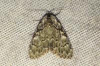 Meganola strigula