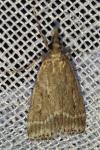 Eudonia pallida