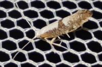 Argyresthia spinosella