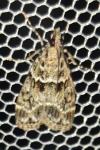 Eudonia mercurella