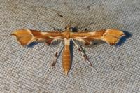 Cnaemidophorus rhododactylus