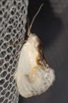 Cilix glaucata