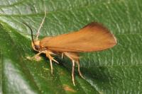 Crassa unitella