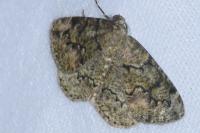 Cleorodes lichenaria