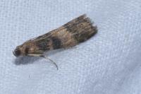 Euzophera pinguis