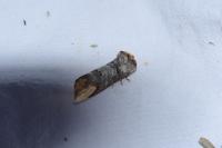 Phalera bucephala