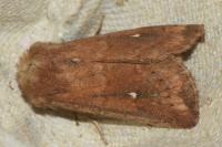 Mythimna albipuncta
