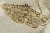 Peribatodes rhomboidaria