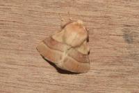 Malacosoma neustria
