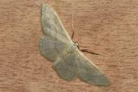 Idaea straminata