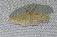 Idaea straminata