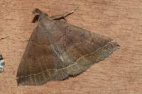 Polypogon plumigeralis