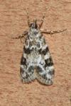 Eudonia delunella