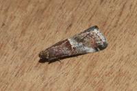 Acrobasis marmorea