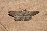 Hypomecis punctinalis