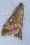 Ostrinia nubilalis/scapulalis