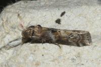Phycita roborella