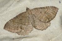 Philereme vetulata