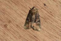 Oligia