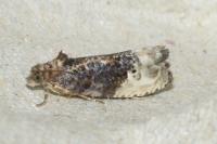 Hedya nubiferana