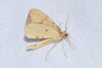 Gandaritis pyraliata