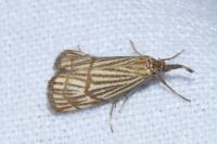 Chrysocrambus linetella