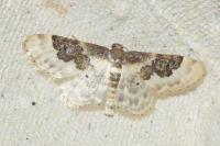 Idaea rusticata