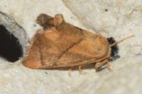 Apoda limacodes