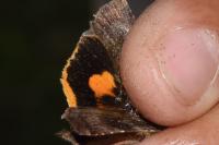 Noctua janthina