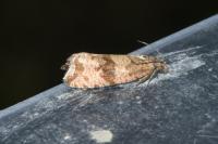 Celypha striana