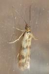 Homoeosoma sinuella
