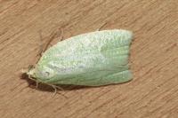 Tortrix viridana