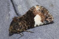 Tyta luctuosa