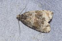 Celypha lacunana