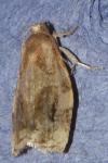 Archips xylosteana