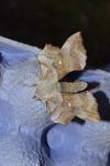 Laothoe populi